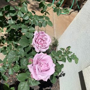 Meet your Posher, Shelly